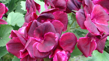 IMG2016-6-916.30.44 (6)