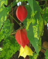 IMG2016-6-916.30.45 (16)